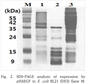 Fig.  2.  SDS-PAGE  analysis  of  expression  by  pHAEGF  in  E.  coli  BL21  (DE3)  (lane  M: 