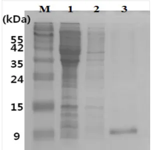 Fig.  3.  Western  blot  analysis  of  expression  by  pHAEGF  in  E.  coli   BL21  (DE3)  (lane  M: 