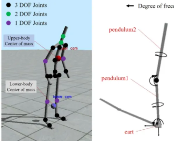 Fig. 2. A virtual human model (left) and a double inverted  pendulum model (right)