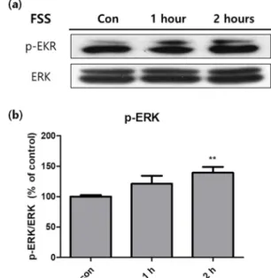 Fig. 2.  Activity of signaling pathway in 3T3-L1 cells measured with western blot analysis, after fluid shear stress was treated