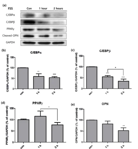 Fig. 3. Activity of adipogenic factors in 3T3-L1 cells measured with western blot analysis, after fluid shear stress was treated