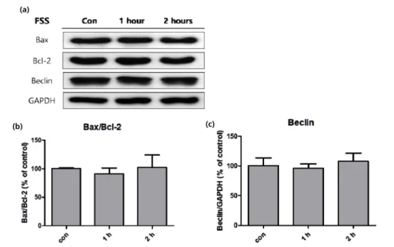 Fig. 4. Activity of programmed cell death factors in 3T3-L1 cells measured with western blot analysis, after fluid shear stress was treated