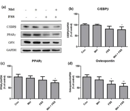 Fig. 2. Adipogenesis factors of treated 3T3-L1 preadipocytes measured with western blot analysis