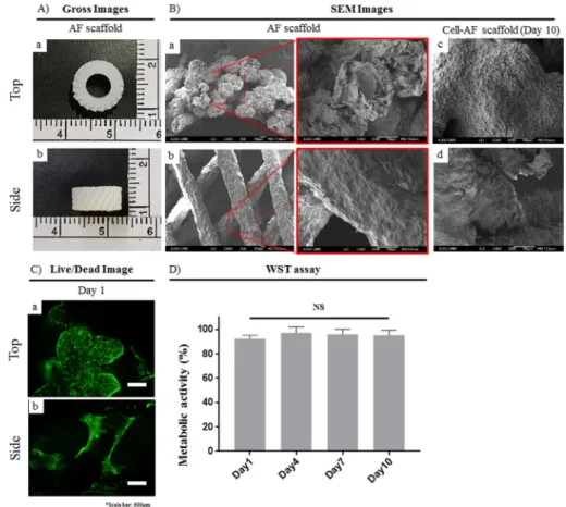 Fig. 2. SEM images and cytotoxicity assay of 3D printed AF tissues.