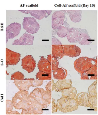 Fig. 3. Histological staining images(H&amp;E, S-O and Col I) of 3D printed AF tissues.