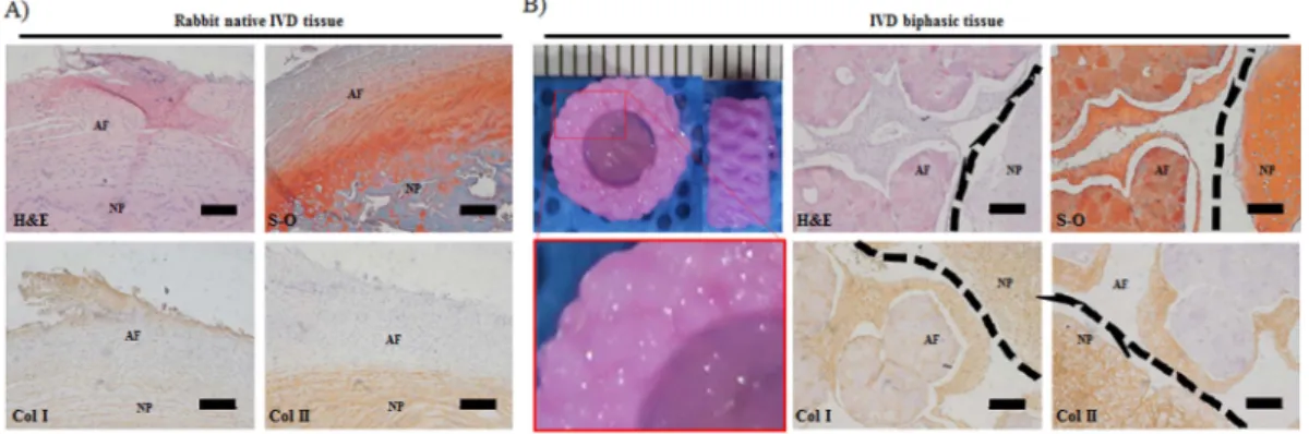 Fig. 5. Histological staining images(H&amp;E, S-O, Col I and Col II) of engineered biphasic IVD tissue.