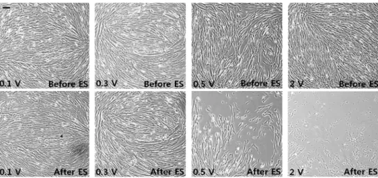 Fig. 5. The cell images and graph after electrical stimulation at control, 10 and 20Hz.