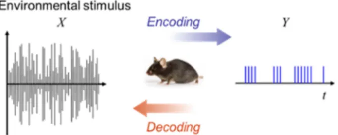 Fig. 1. Neural encoding and neural decoding.