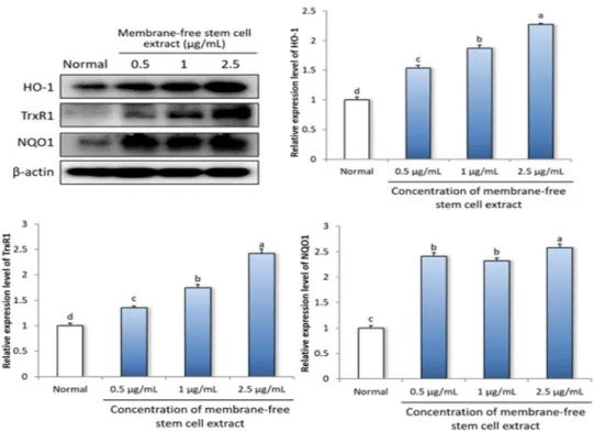 Fig. 1. Effect of membrane-free stem cell extract from adipose tissue on antioxidant activity-related protein  expressions  in  LLC-PK 1   cells