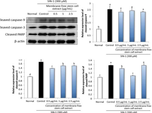 Fig. 5. Effect of membrane-free stem cell extract from adipose tissue on apoptosis-related protein expressions  in  LLC-PK 1   cells