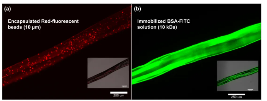 Fig. 4. Fluorescence microscope images of 10wt% hyaluronic acid microthreads immobilized fluorescence materials, (a) Fluorescence microscope image of hyaluronic acid microthreads immobilized 10 µm red beads, (b) Fluorescence microscope image of hyaluronic 