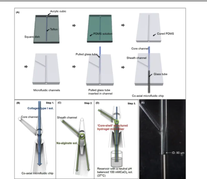 Fig. 1. (A) Fabrication process of co-axial flow microfluidic platform (B-D) Schematic image of co-axial flow microfluidic platform and process for  ‘Core-shell’  structured hydrogel microfiber fabrication, and (E) Optical image of microfluidic device.