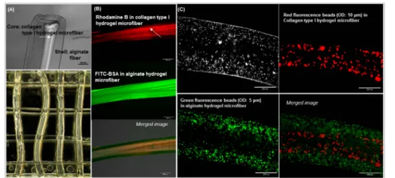 Fig. 2. Fluorescence image of the Collagen type I-Alginate hydrogel microfiber. (A) ‘Core-shell’ structured hydrogel microfiber, (B) Rhodamine B solution was mixed in collagen type I hydrogel microfiber and BSA-FITC solution was mixed in alginate hydrogel 