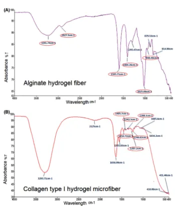 Fig. 3. Confocal micrograph of Collagen type I-Alginate hydrogel fiber, (A-E) analysis of Z-stacking, (F) 3-dimensional image of fabricated Collagen type I-Alginate hydrogel microfiber