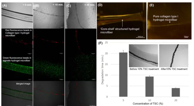 Fig. 5. Observation of ‘Core-shell’ structured hydrogel microfiber and pure collagen type I hydrogel microfiber by fluorescence beads and TSC treatment (A) before the TSC treatment (B) TSC treatment for 10 mins., (C) TSC treatment for 20 mins (D) ‘Core-she
