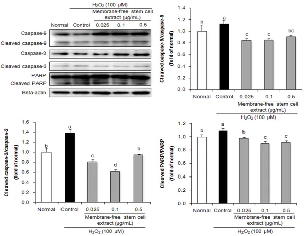 Fig. 3. Effect of membrane-free stem cell extract on apoptosis-related protein expression such as caspase-9, -3,  and  PARP  in  H 2 O 2 -treated  HPLF  cells