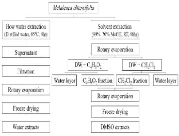 Fig.  1.  The  procedure  for  each  extraction  from  Melaleuca  alternifolia.