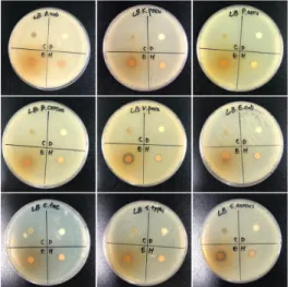 Fig.  2.  The  antimicrobial  activities  of  M.  alternifolia  extracts.  C;  DMSO  control,  D;  dichloromethane  extract, E; ethyl acetate extract, H;  water  layer
