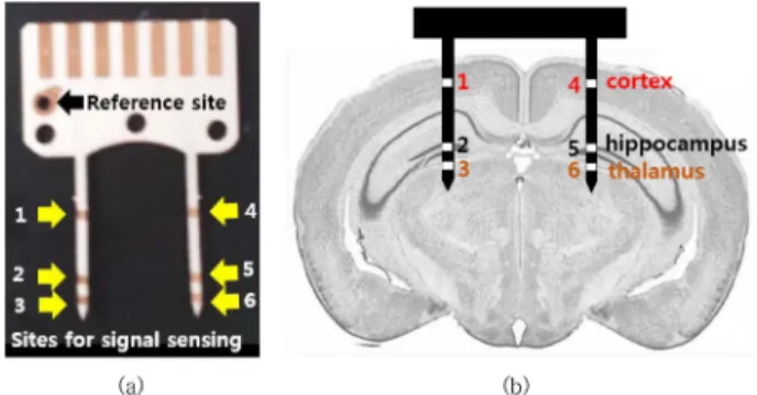 Fig. 2. (a) Electrode used in this study. (b) location of the electrode in a rat’s brain (image source of rat’s brain : http:/