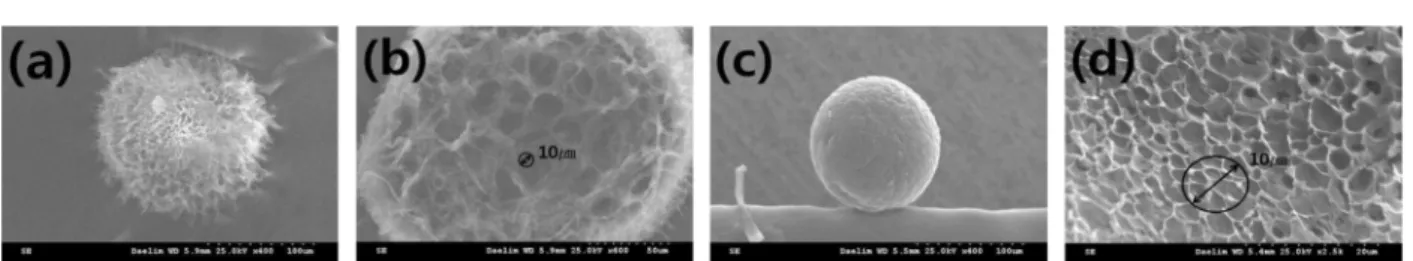Fig. 4. Morphology of microbeads of CLTi, 20h (a) SEM image of dried microbeads, (b) stereo microscopic image of swollen microbeads