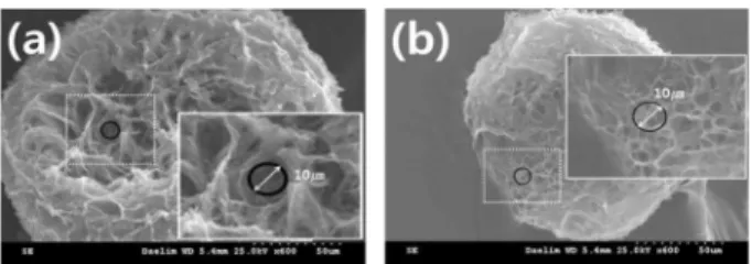 Fig. 5. SEM image of porous network on inside of HA microbeads prepared by IAPr (a) 0 psi, (b)9 psi