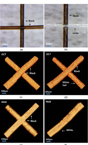 Fig. 4. Optical microscopic images and OCT-PAM imaging of human hairs (a) Optical microscopic image, (c) OCT, and (e) PAM image are black-black crossed hairs, respectively
