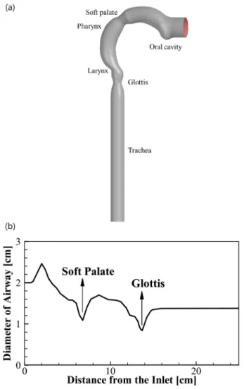 Fig. 1. Human airway model, (a) airway modeling, (b) the diameter of airway regarding the distance from the inlet
