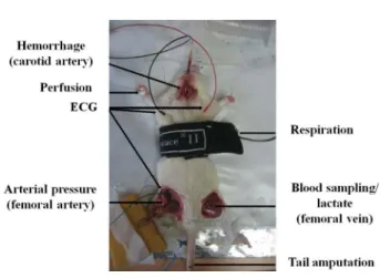 Fig. 1. Photo of experimental setup