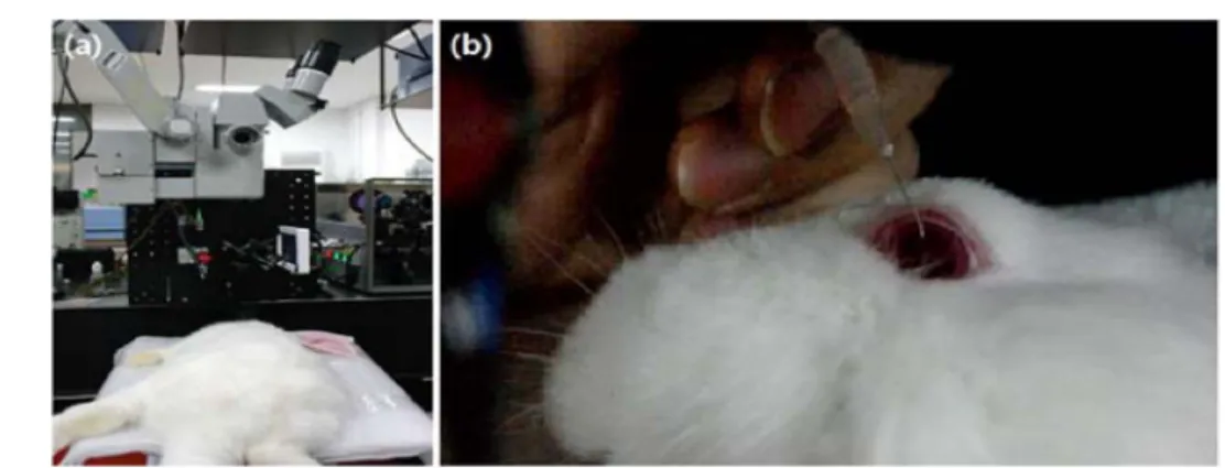 Fig. 5. (a) An animal experiment using rabbits, (b) Press rabbit's eye for using a surgical needle