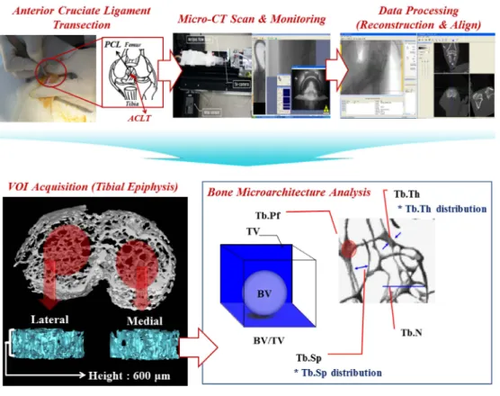 Fig. 1. Assessments of alterations in trabecular bone microarchitecture using microcomputer tomography scanning, monitoring, image reconstruction and image alignment, region of interest(ROI) and volume of interest(VOI) acquisitions, and 3D analyses