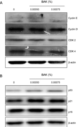 Figure 4. Effect of BAK on cell cycle regulator molecules of tra- tra-becular meshwork cells