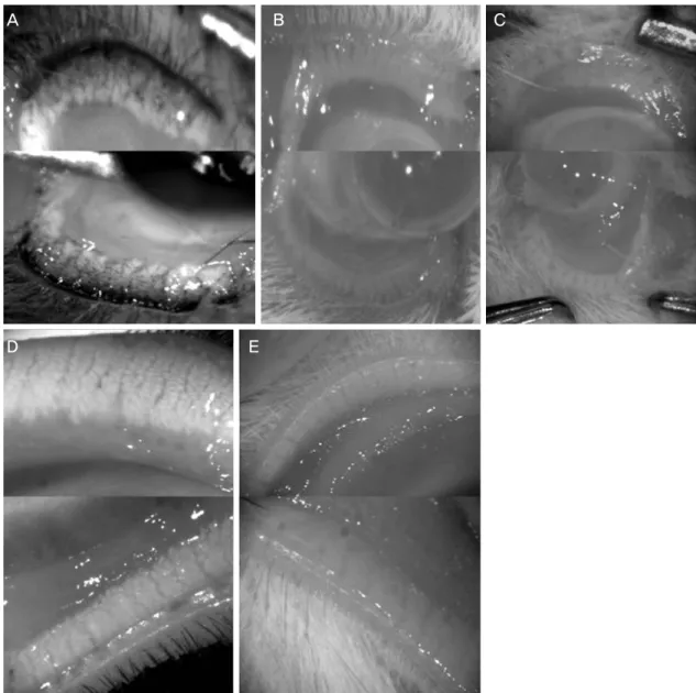 Table 2. Ratio of upper meibomian gland length to lower mei- mei-bomian gland length in mouse, rat and rabbit