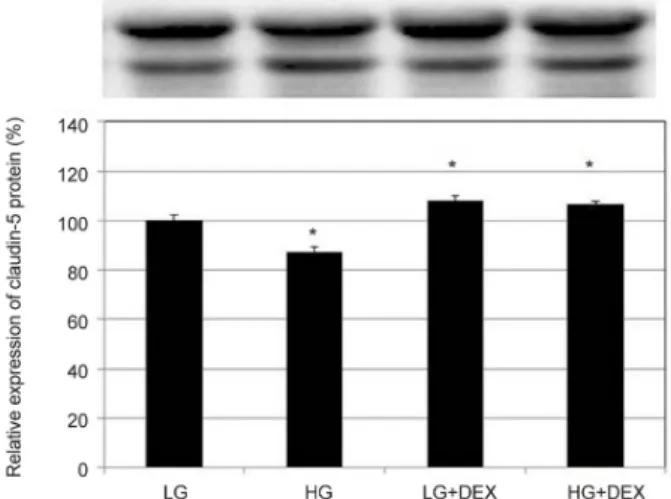 Figure 6. Effects of low glucose (5 mM, LG) and high glucose  (25 mM, HG) with or without co-exposure of dexamethasone  (1.0 μM, DEX) on the expression of claudin-5 in trabecular  meshwork cells by wetern blot
