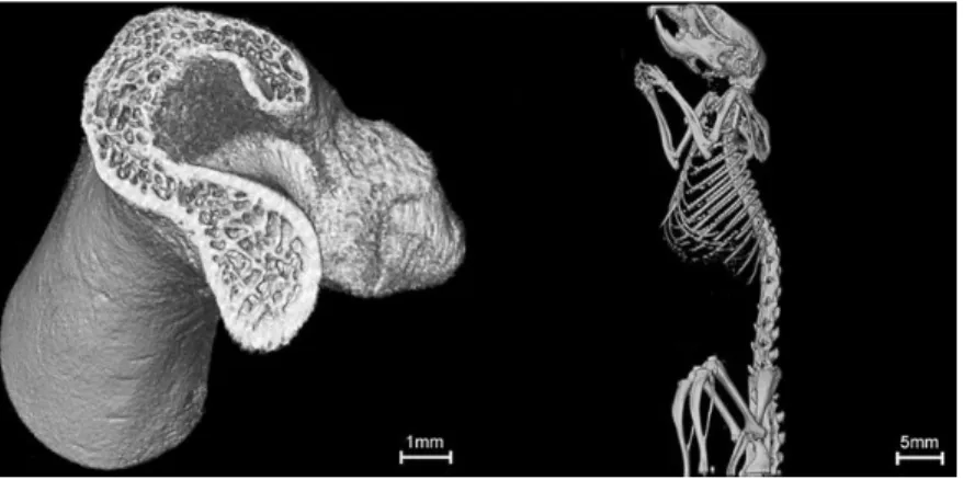 그림 4. Micro-CT 로 촬영한 정상 쥐의 대퇴골 영상 ( 상 )  및 골다공증 모델 쥐의 대퇴골 영상 ( 하 ).