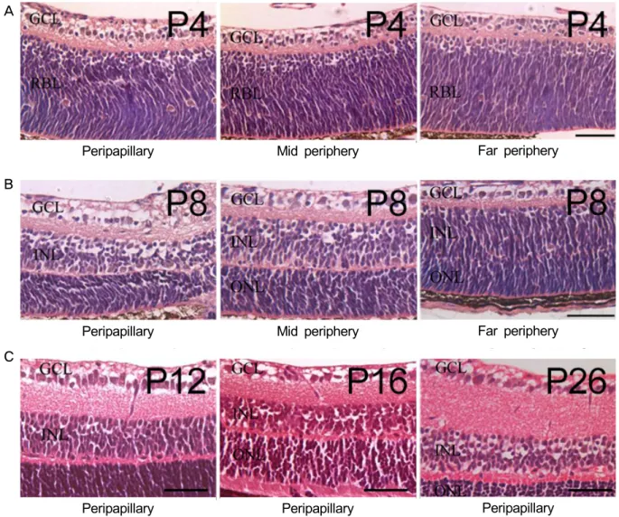 Figure 1. Retinal vascular development in normal mouse retina. On P4, superficial vascular plexus originating from the optic nerve  head extended radically, which reached to the mid-peripheral retina (A) and extended to far periphery on P8 (B)