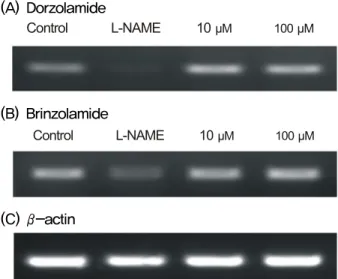 Figure 2. Effects of topical carbonic anhydrase ihibitors on the  production of nitric oxide in trabecular meshwork cells