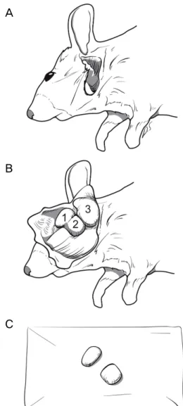 Figure 1. Dissection of lacrimal gland in mice. (A) After mak- mak-ing an incision as V-shaped from the inferolateral side of the  ear to ramus of mandibule on the skin, we dissected a  subcuta-neous tissue along the incision line