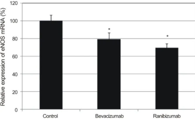 Figure 3. Expression of eNOS mRNA after exposed to bev- bev-acizumab and ranibizumab. β-actin used as internal standard.