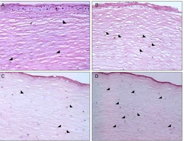 Figure 4. Histopathologic findings of rabbit cornea with hematoxylin and eosin staining (×200)