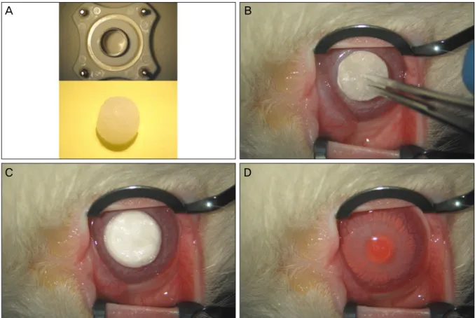 Figure 1. (A) Cylindrical dry-ice block was prepared using 7.75 mm sized corneal trephine