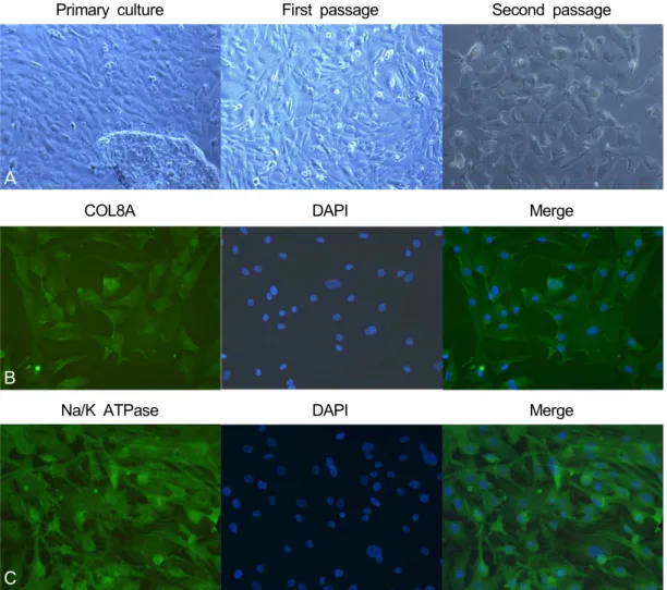 Figure 3. (A) Morphological analysis of cultured corneal endothelial cells showed relatively uniform and similar  sized appearance