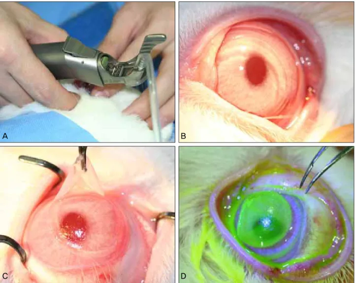 Figure 1. Photographs showing the making and removal of the corneal wound (diameter 9 mm, depth 130 μm)