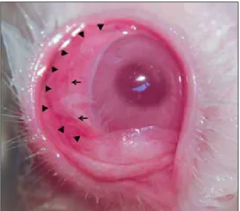Figure 2. Photograph of the rabbit cornea after amniotic mem- mem-brane patch graft. Arrowheads indicate the original amniotic  membrane patch margin (diameter 14 mm) and arrows  in-dicate 10-0 nylon sutures.