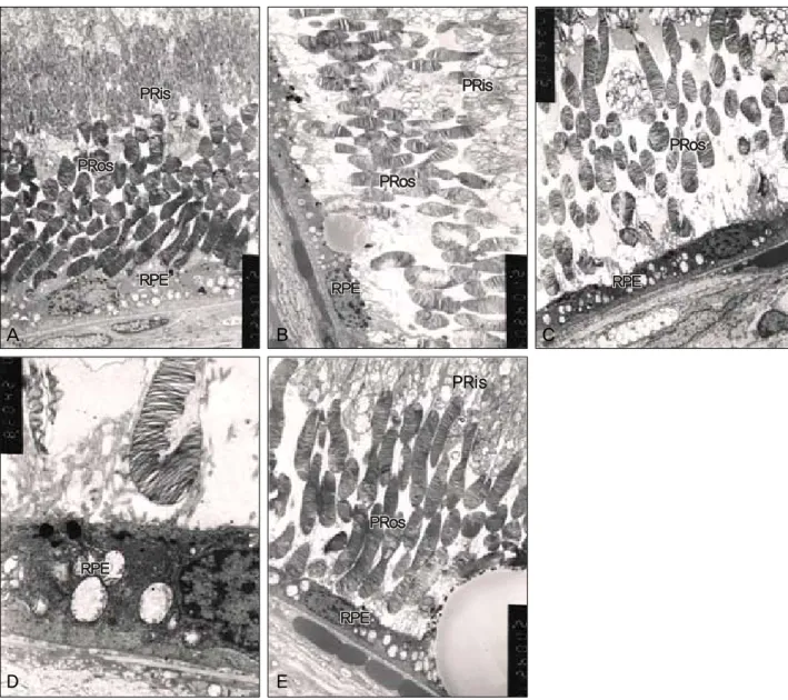 Figure 2. Electron microscopic findings of the rabbit retina. A. Before light exposure, the photoreceptor inner segment (PRis) and  outer segment (PRos) are compact