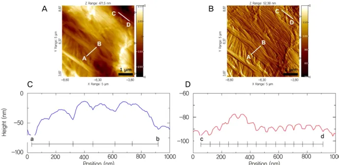 Figure 4. Representative examples of the diameter (C) and D-banding (D) measurements using line profiling plots on AFM top- top-ography (A) and deflection images (B) of the dehydrated scleral collagen fibrils in a scan size of 5 × 5 μm 2 
