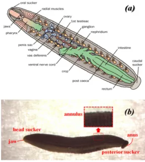 그림  2.  (a)  An  anatomical  image  (b)  Optical  image of a leech Korea)  70  ml를  혼합하여  만든  0.3%의  PTA  (Phosphotungstic  acid)용액을  이용한다