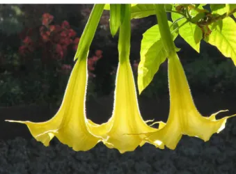 Figure 1. Angel’s trumpet.