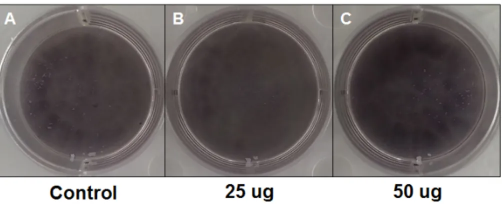 Fig. 2.  Histochemical analysis of ALP expression in MDPC-23 cells