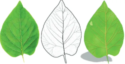 Figure 13: Results of comparing the real image and leaf venation pattern based on our method.