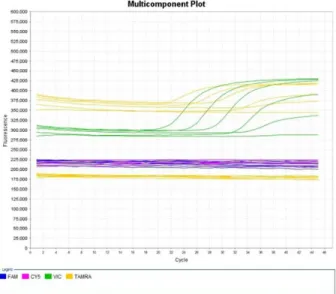 Fig. 1.  Amplication of profiles for T. denticola-specific PCR products